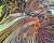 Serial Couleur 5